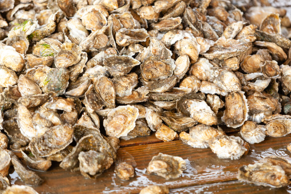 Oysters