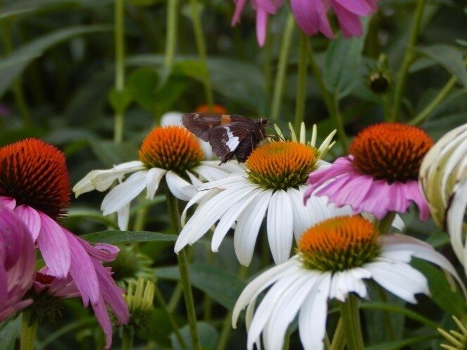 Silver-spotted Skipper butterfly