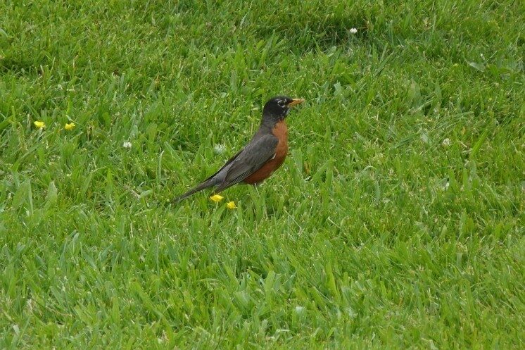 North American Robin in the grass