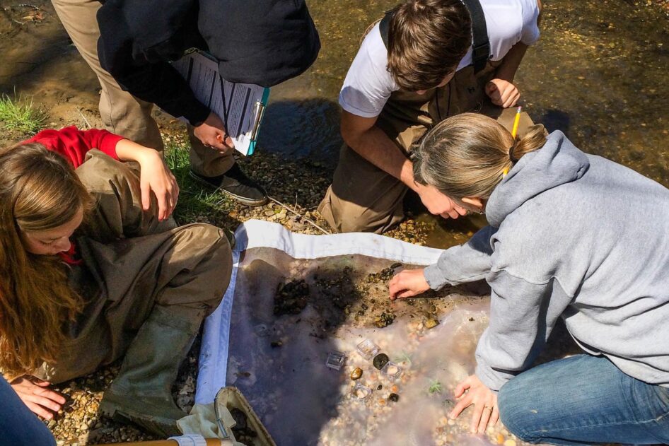 Students from Queen Anne's County High School in Centreville, Md., look for macroinvertebrates in a stream during an environmental education activity. (Photo courtesy of Suzanne Sullivan/ShoreRivers)