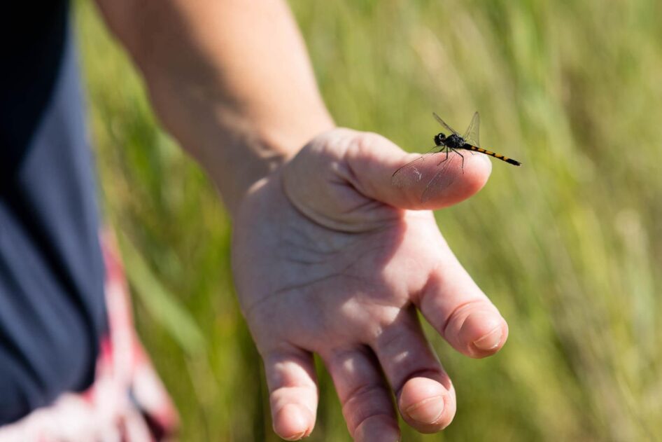 A seaside dragonlet is held by a participant of the Teachers on the Estuary (TOTE) workshop in Crocheron, Maryland. (Photo by Will Parson/Chesapeake Bay Program)