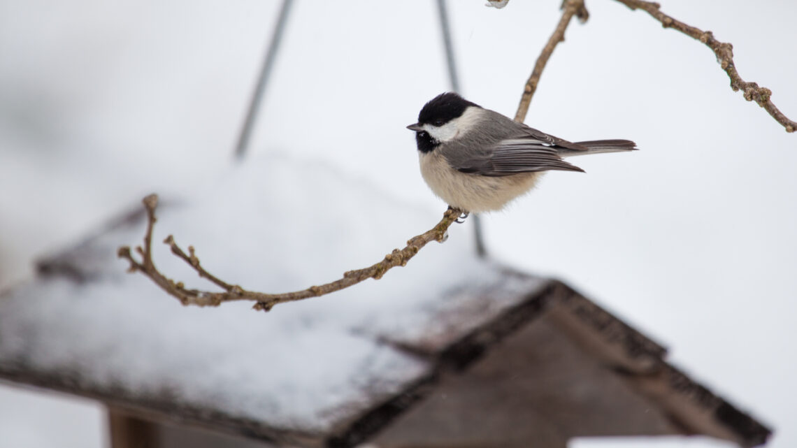 A black-capped chickadee in the winter