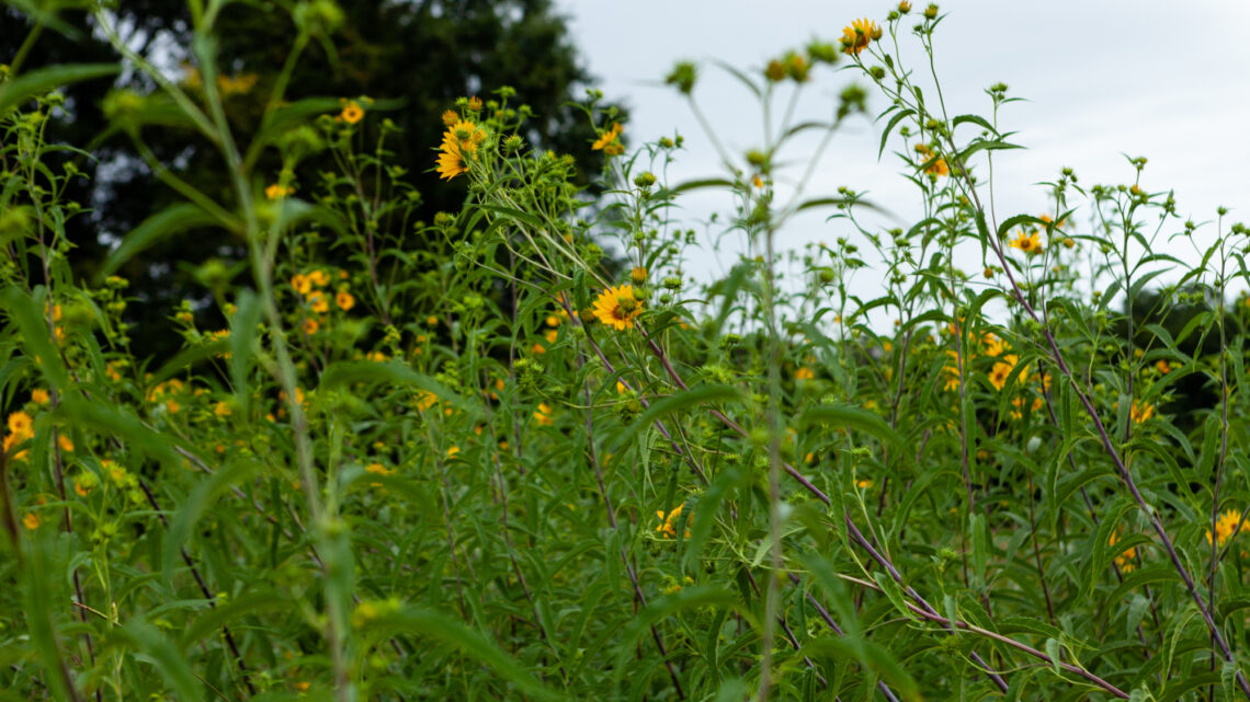 Wildflowers in a meadow.