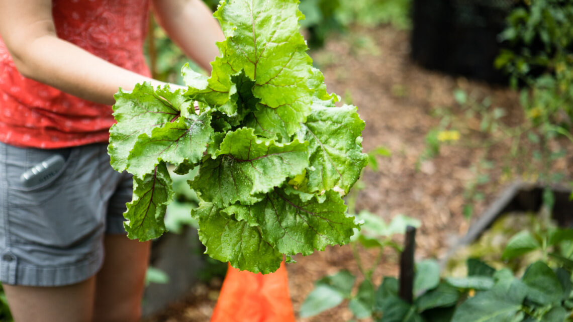 Person holds freshly picked leafy vegetable