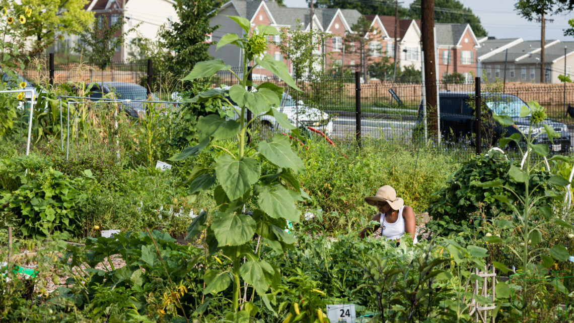 A resident works in a urban farm in Washington, D.C.