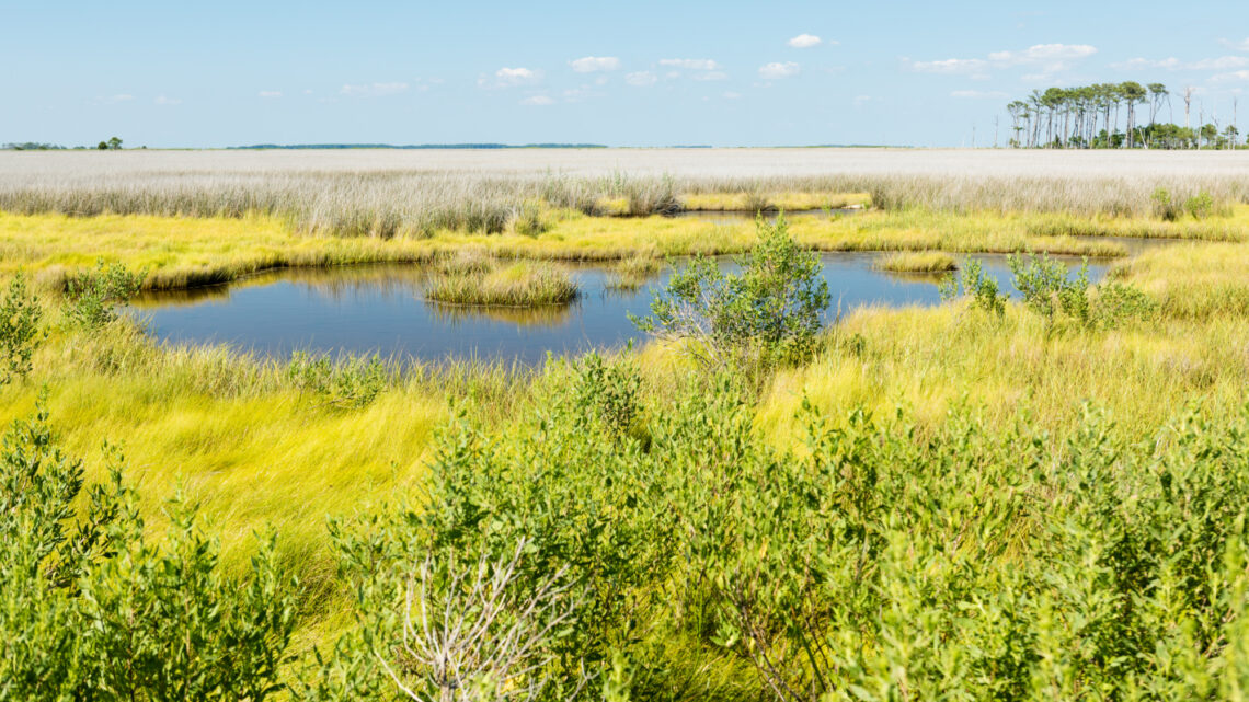 Salt marsh landscape