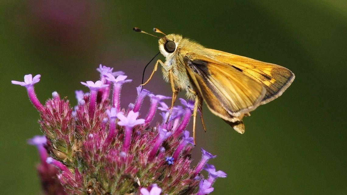 Yellow Moth