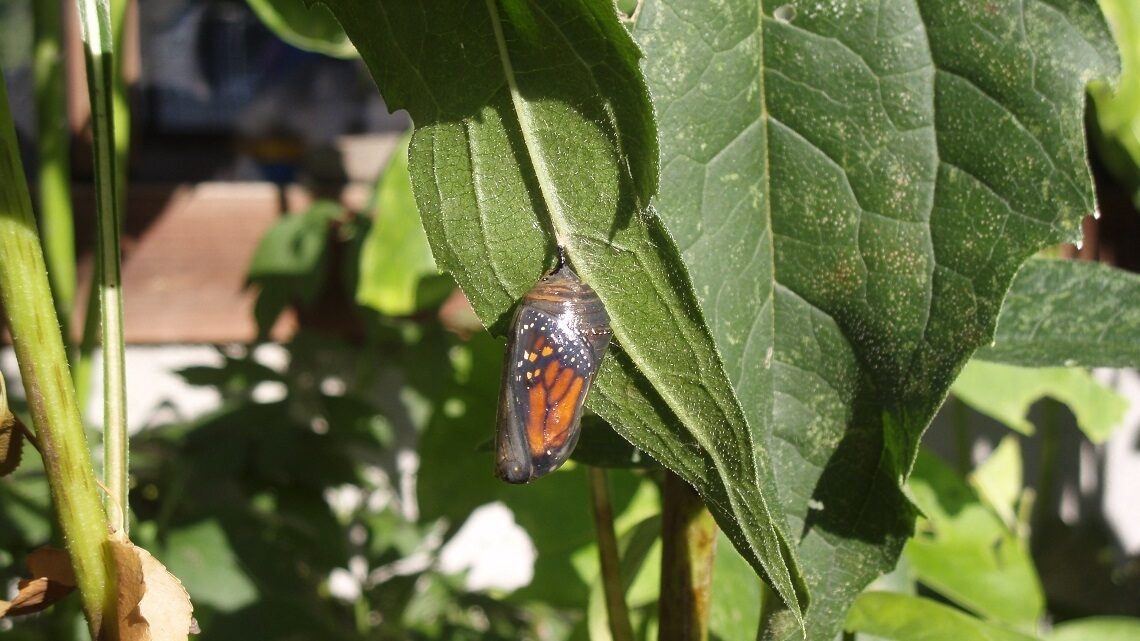 Monarch butterfly cocoon hanging on a leaf. The butterfly's wing patterns are visible through the transparent chrysalis.