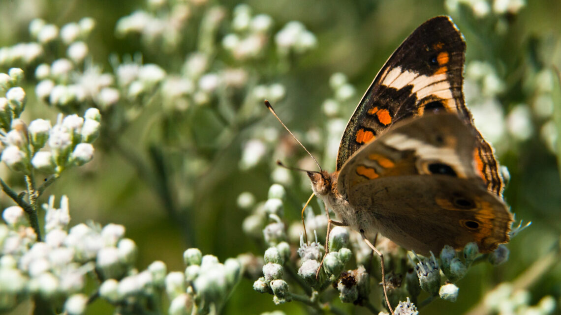 A small butterfly landing on a cluster of white flowers.