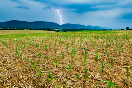 A farm field with lighting striking in the background, just before a rain storm.