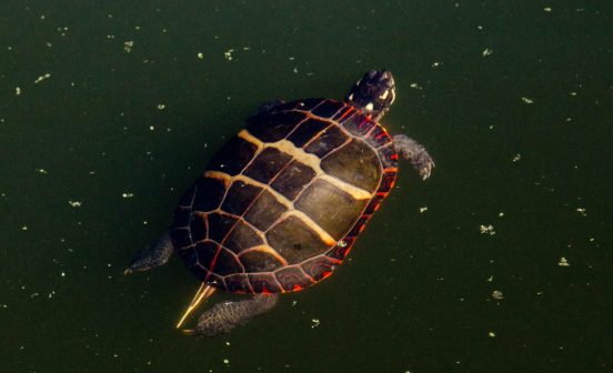 Eastern painted turtle swims through water