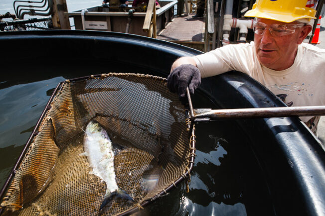 Man lifts shad out of a holding tank at the Conowingo Dam