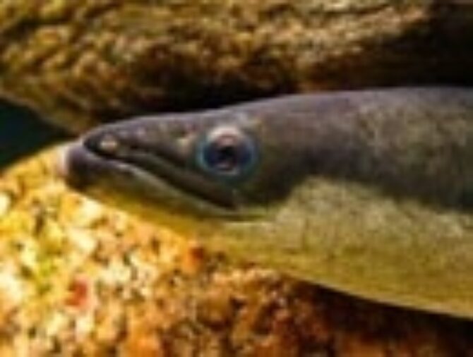 American eel numbers rise after dam removal