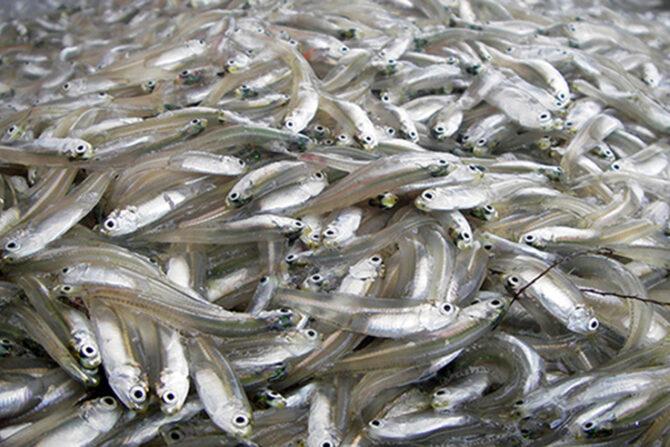 Food for fish: Improving the forage base in the Chesapeake Bay