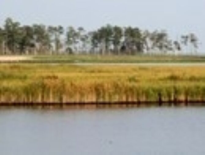 Question of the Week What are the best native plants for this area?