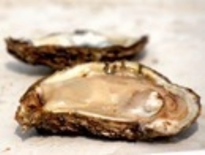What is the waste product of a Bay oyster?