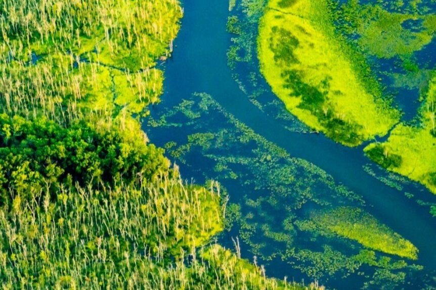 Rebounding underwater grasses signal recovering Chesapeake Bay