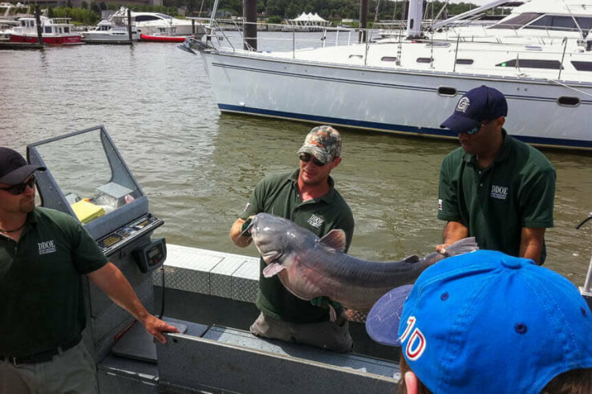 Invasive Blue and Flathead Catfish Threat to Bay Ecosystems