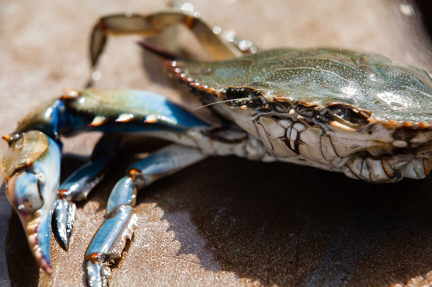 Chesapeake Bay blue crab population remains healthy and sustainable