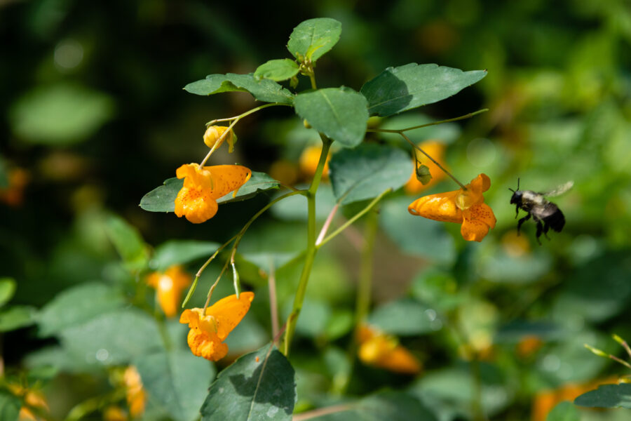 poison ivy plant images