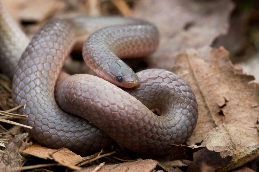 Eastern worm snake: worm or snake?