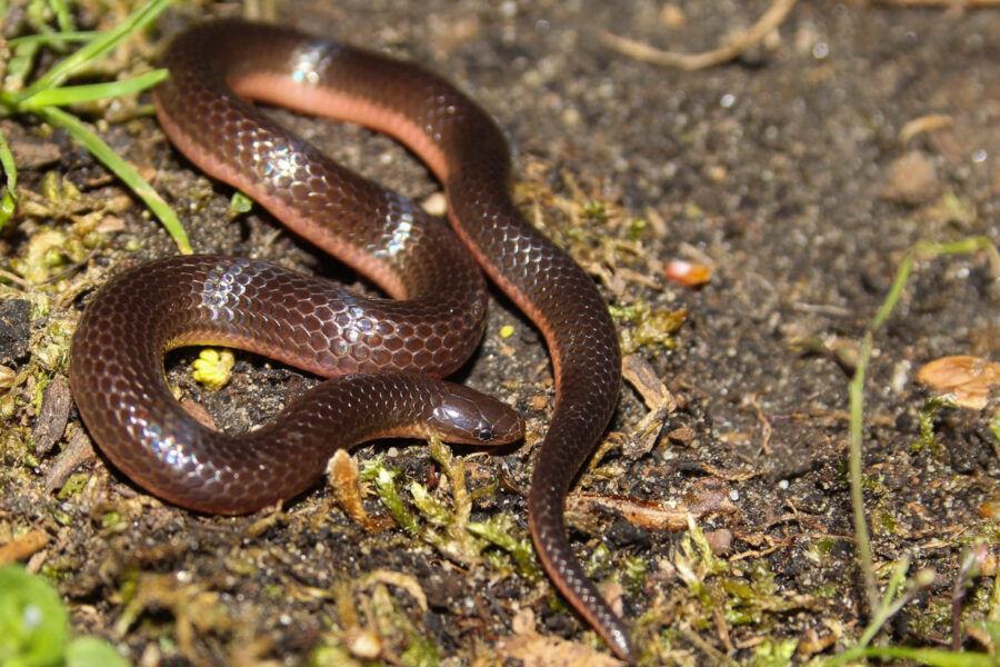 eastern worm snake