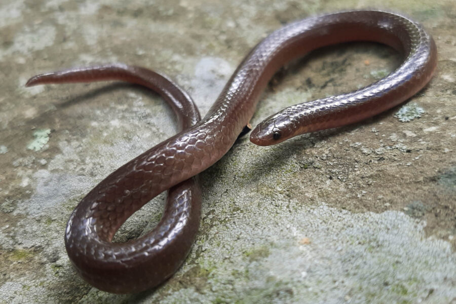 Eastern worm snake: worm or snake?