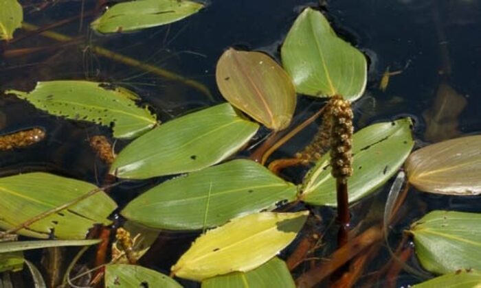 American Pondweed