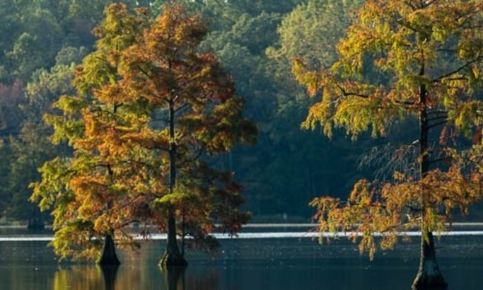 bald cypress tree leaf identification