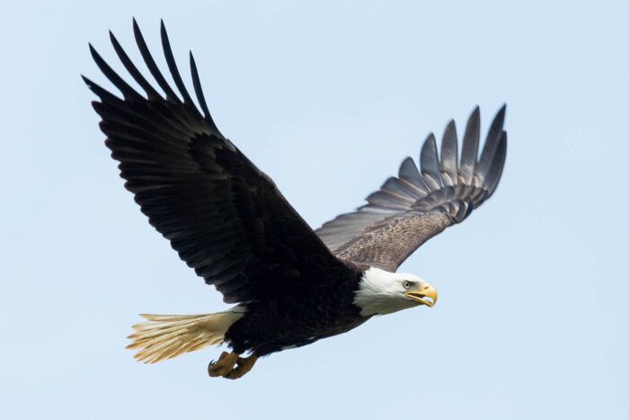 Bald Eagle: National symbol, bird of 'bad moral character