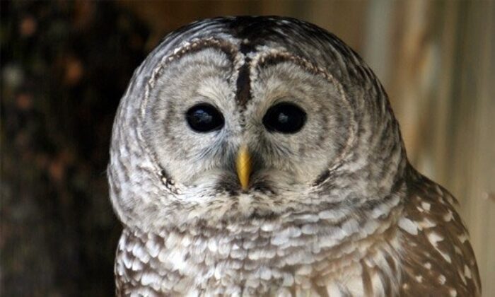 Barred Owl