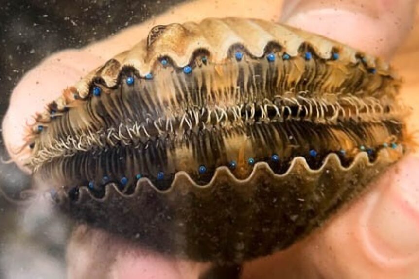 sea-squirt