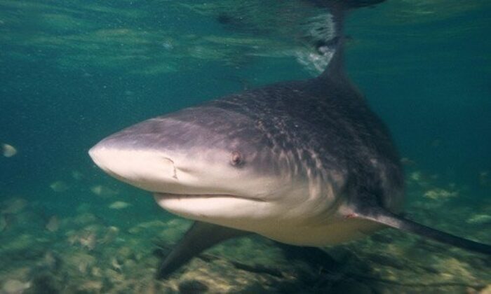 Tiger Shark: Discover how to identify and tips to catch