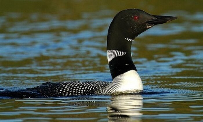 OFFICIAL VIDEO) LOON CALLS AT NIGHT / COMMON LOON VOICES 