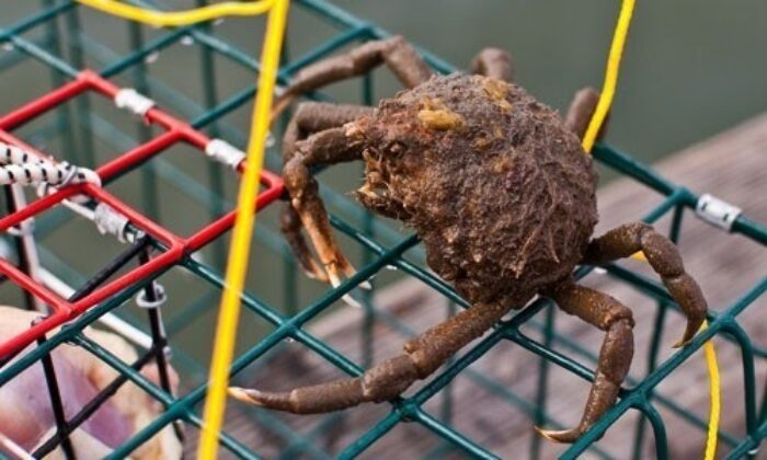 black spider with crab claws