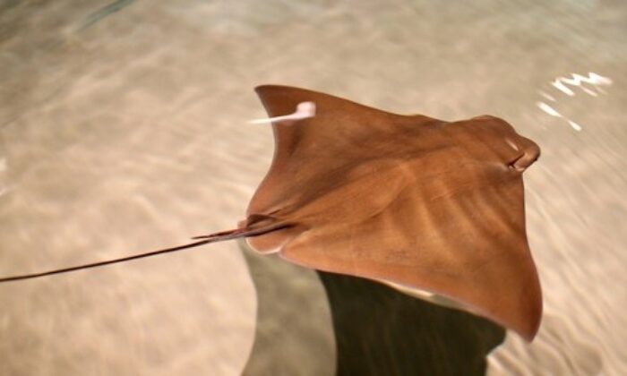 Cownose Ray