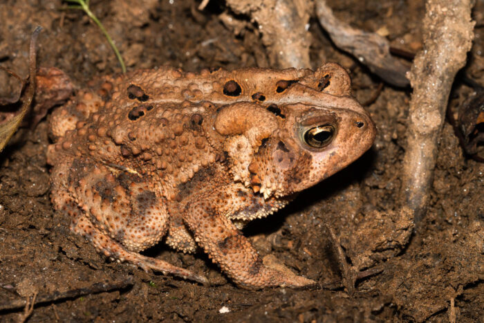 Close up of American toad.