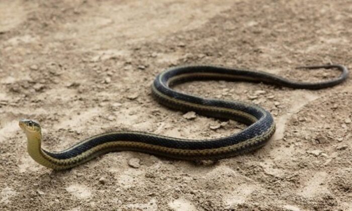 garter snake