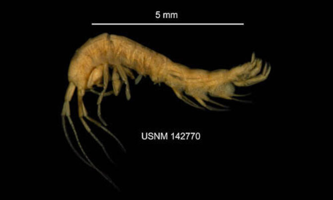 Hay s Spring Amphipod hay-s-spring-amphipod