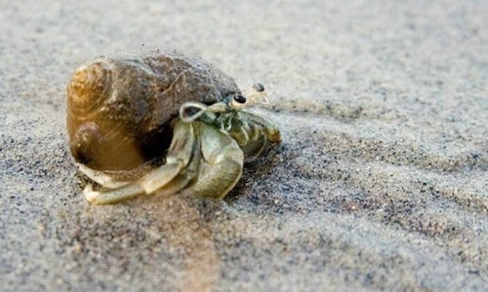 baby hermit crabs