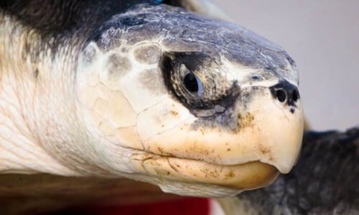 Kemp s Ridley Sea Turtle