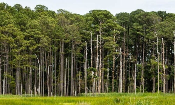 pinus taeda