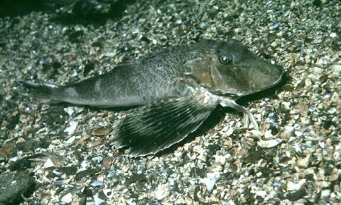  Enjoying A Bottom-dwelling Deep-sea Fish Anatomy Water