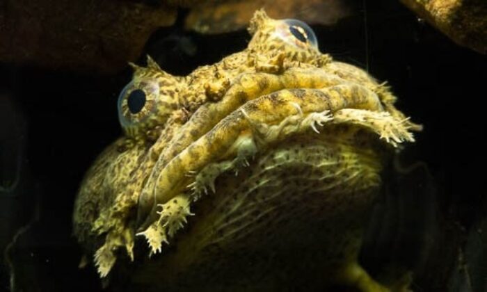 leopard toadfish