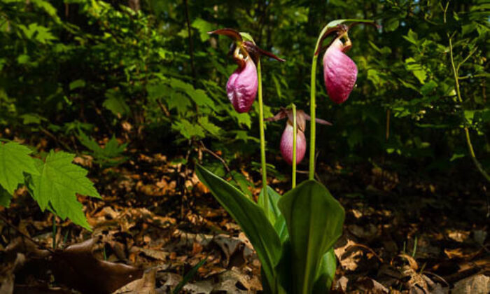 Pink discount slipper flower