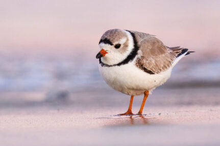 Close up of bird in a sandy with a pinkish background during sunset.