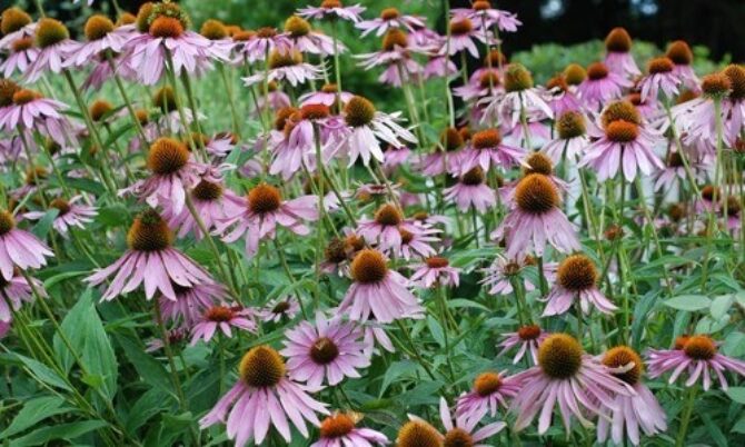 Image of Coneflower early summer blooming perennial