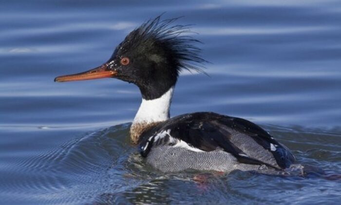 Merganser