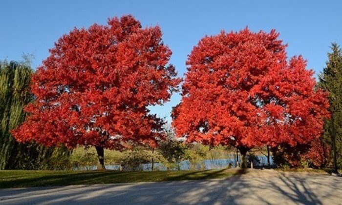 Red Tree