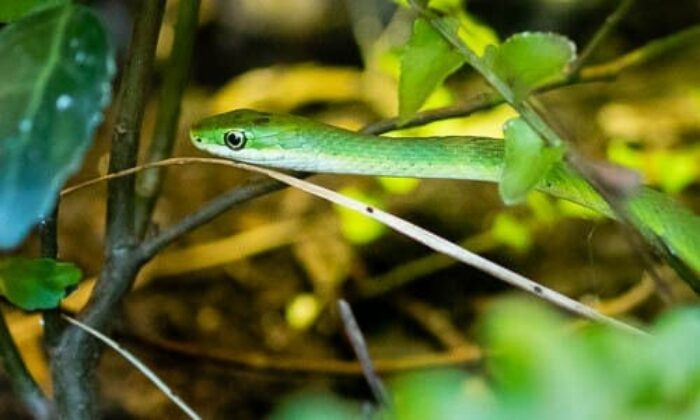 Rough green snake  New Moon Reptiles